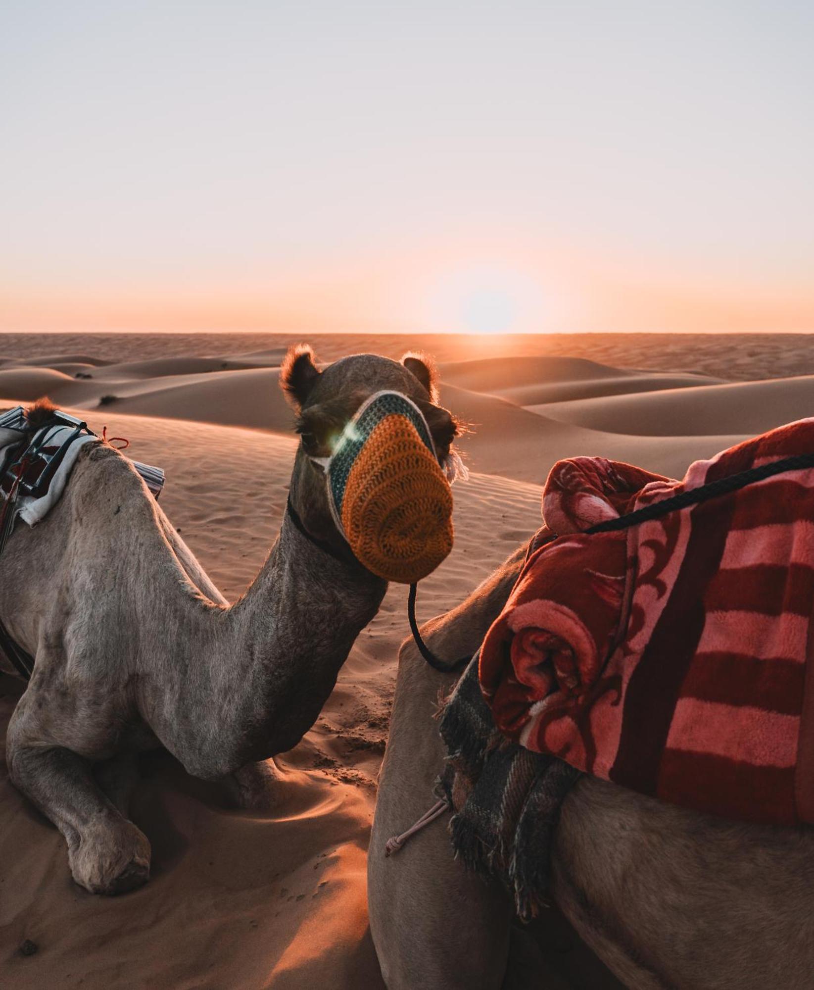 Al Wāşil Hamood Desert Private Camp מראה חיצוני תמונה