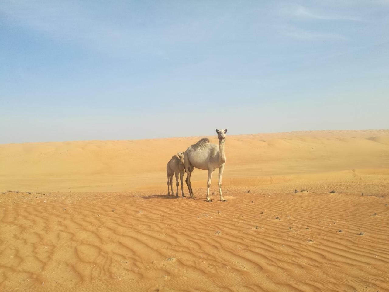 Al Wāşil Hamood Desert Private Camp מראה חיצוני תמונה